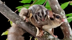 10 Nevjerojatnih životinja koje se mogu naći samo u australiji